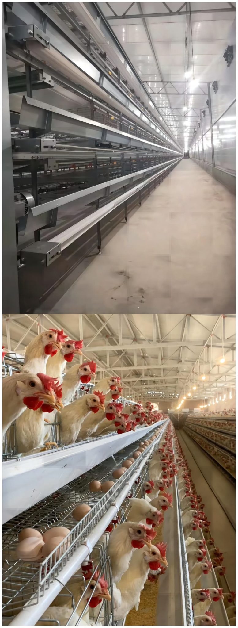Layer cage system turnkey solutions