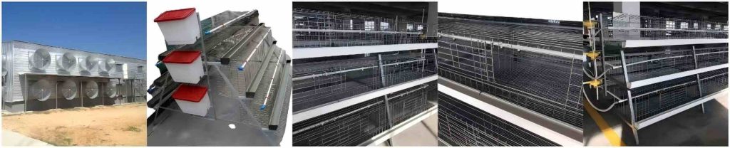 Automated Laying Hen Cage System for Sale