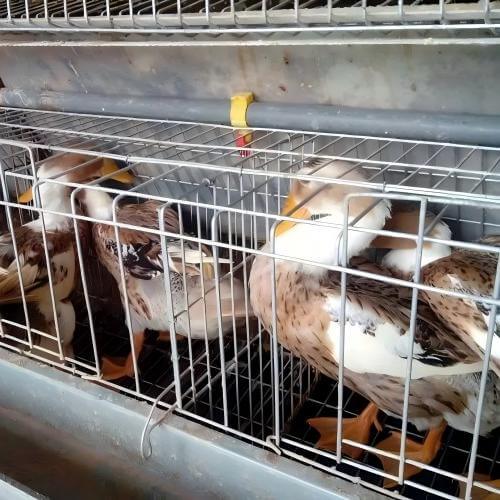 Soluções Automatizadas para Avicultura | Classificação e Embalagem Integradas de Ovos