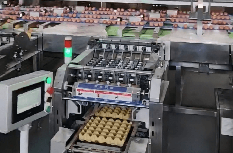 Clique para obter a lista completa de equipamentos automáticos para classificação de ovos.