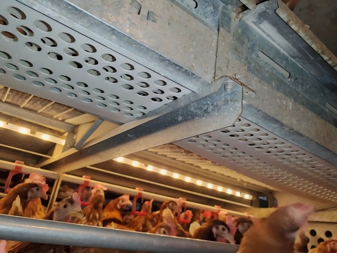 Fornecimento direto de fábrica de gaiolas de bem-estar para galinhas e equipamentos europeus para poedeiras a granjas em todo o mundo, cobrindo mercados de exportação na União Europeia, Ásia, Américas e outras regiões, tornando a compra de equipamentos e a atualização para galpões sem gaiolas mais eficiente e em conformidade com as normas.﻿