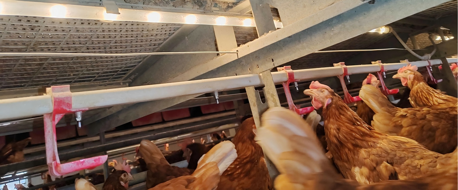 Fornecimento direto de fábrica de gaiolas de bem-estar para galinhas e equipamentos europeus para poedeiras a granjas em todo o mundo, cobrindo mercados de exportação na União Europeia, Ásia, Américas e outras regiões, tornando a compra de equipamentos e a atualização para galpões sem gaiolas mais eficiente e em conformidade com as normas.﻿